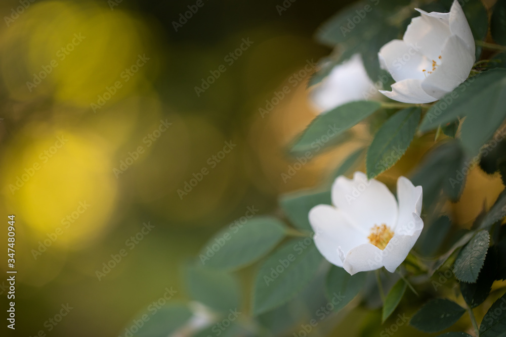 Fototapeta premium White rosehip flowers with leaves on a blurry green background. Rosa canina bokeh. Spring background.