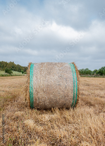 Round bales harvesting in golden field landscape, south Sardinia photo