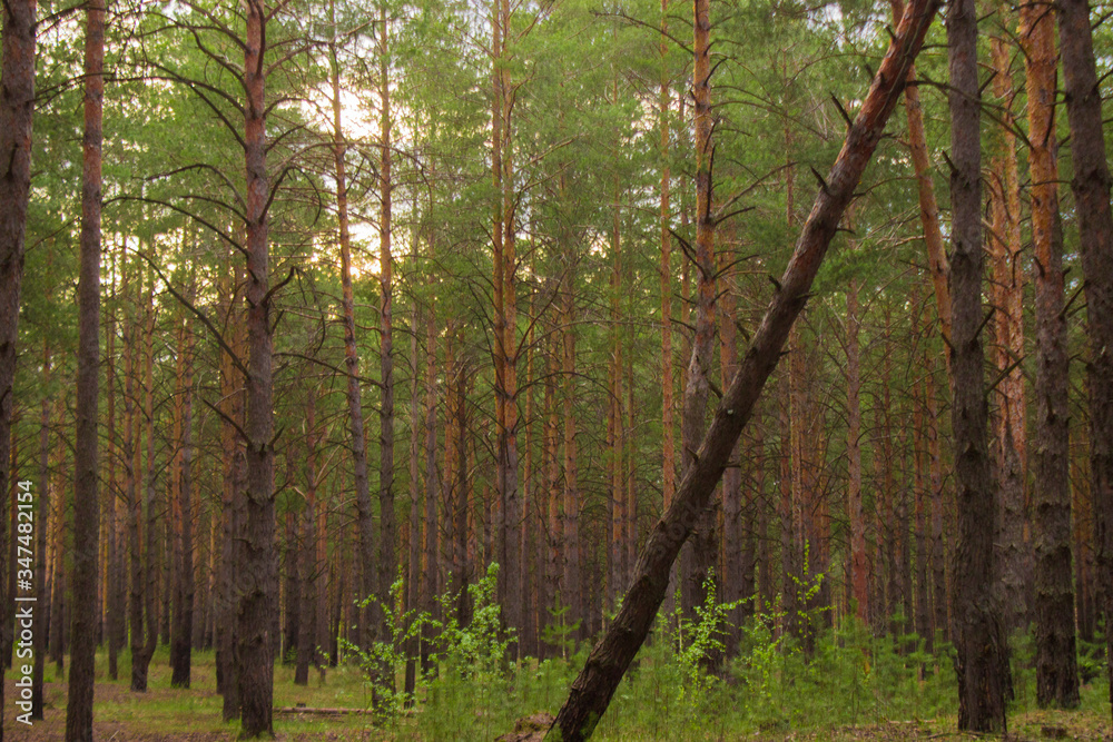 Fototapeta premium beautiful sunset shadows in the pine forest