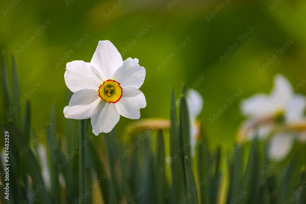 Blooming Flower of White Narcissus Against Blurred Greenery Background. Blooming Daffodil and Leaves in Natural Environment. Blooming Flower of White Narcissus Against Blurred Greenery Background. Blooming Daffodil and Leaves in Natural Environment.