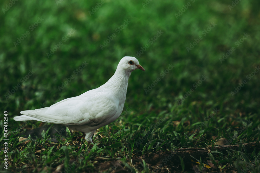 Closeup to beautiful clean white pigeon bird on green grass or lawn at the public park garden. in dark forest tone. Closeup to beautiful clean white pigeon bird on green grass or lawn at the public park garden. in dark forest tone.