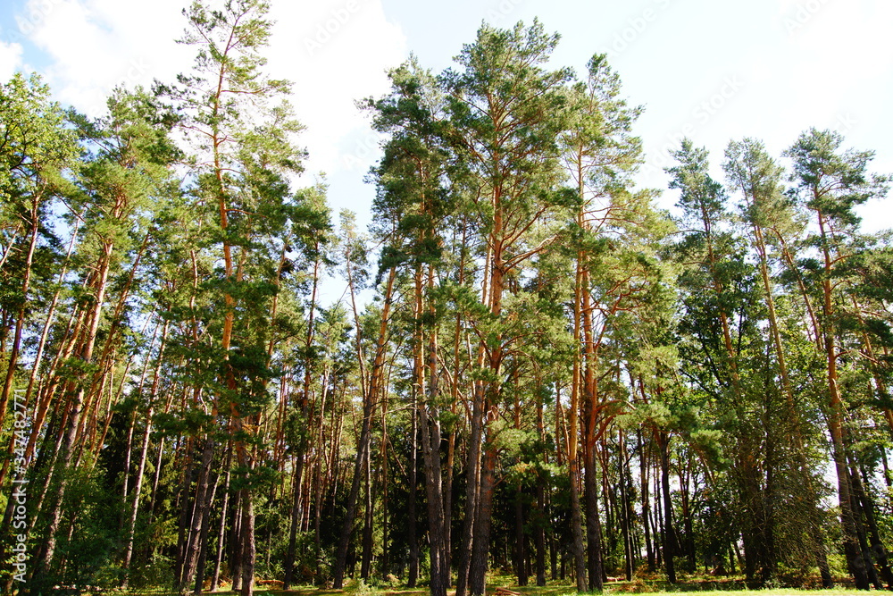 Green pine forest on a background of blue sky Green pine forest on a background of blue sky