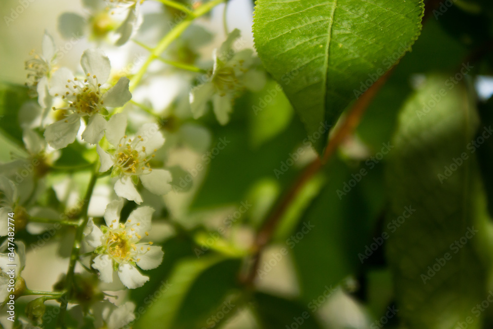 Fototapeta premium white cherry flowers in the spring garden
