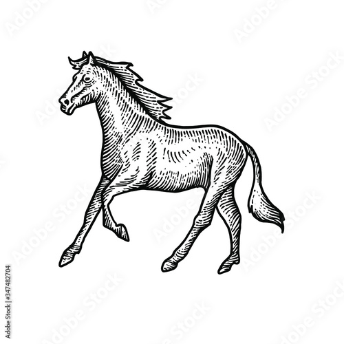 Horse engraving vector design illustration