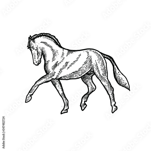 Horse engraving vector design illustration