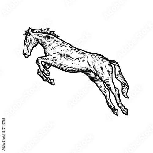 Horse engraving vector design illustration
