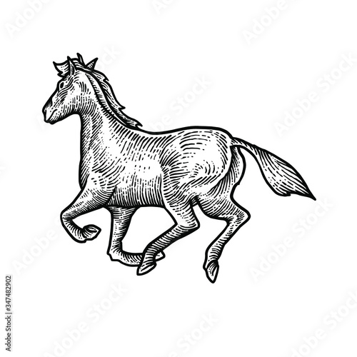 Horse engraving vector design illustration