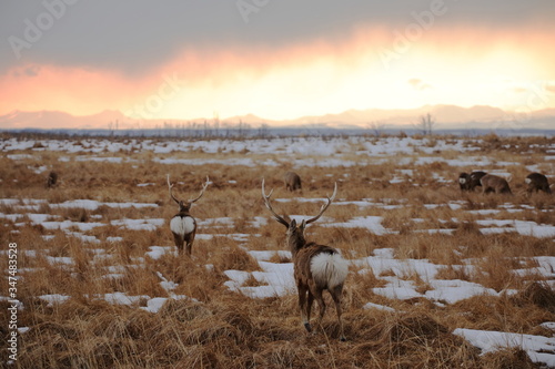 Ezo sika deer in winter in Hokkaido  Japan