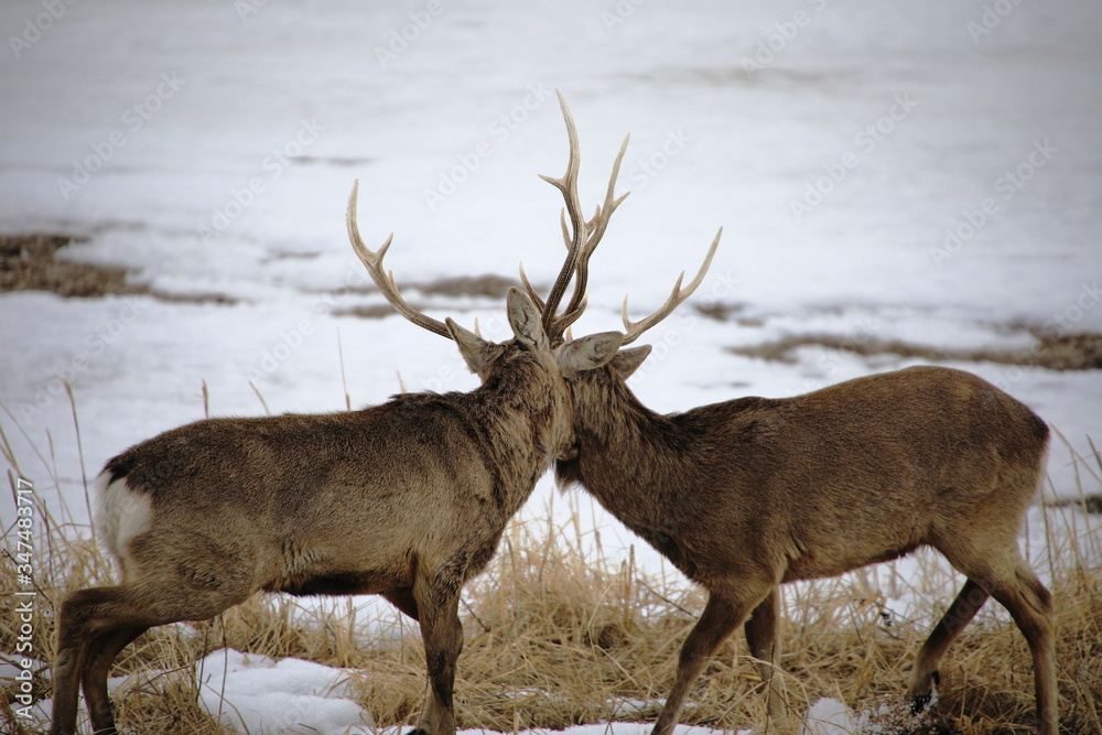 Obraz premium Ezo sika deer in winter in Hokkaido, Japan