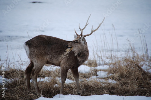 Ezo sika deer in winter in Hokkaido, Japan