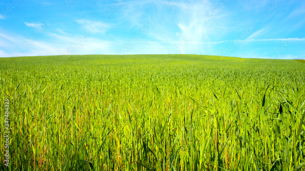 Obraz premium Green young corn blue sky