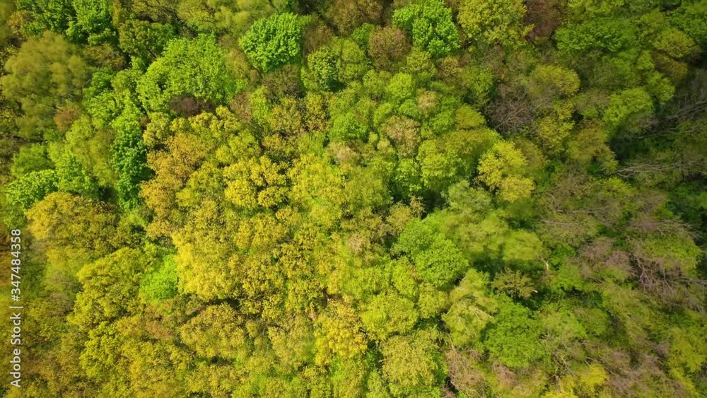 Aerial view on forest from drone Aerial view on forest from drone