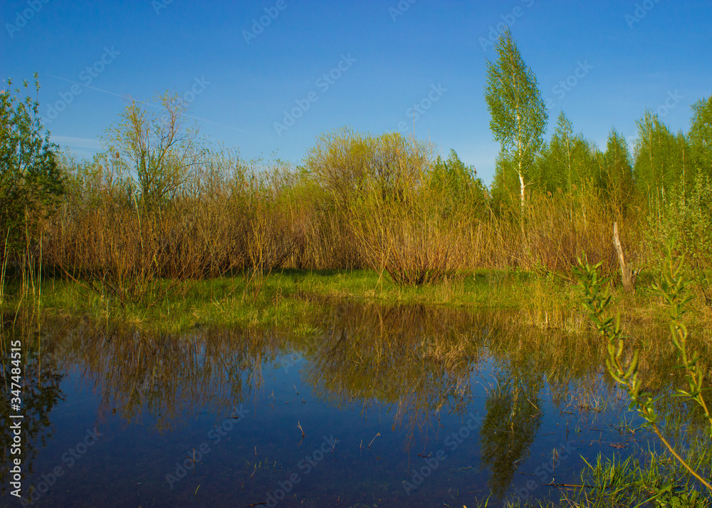 reflection in a puddle of blue sky and young bushes