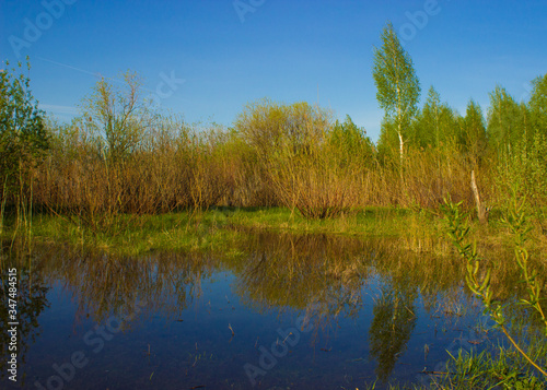 reflection in a puddle of blue sky and young bushes