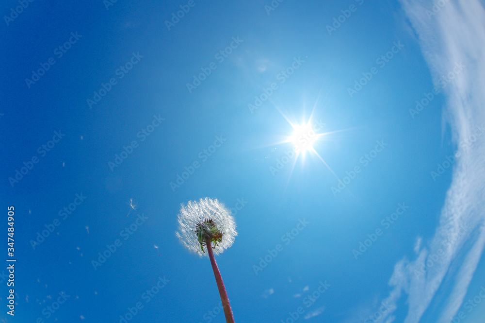Fototapeta premium 青空を背景にしたタンポポの綿毛