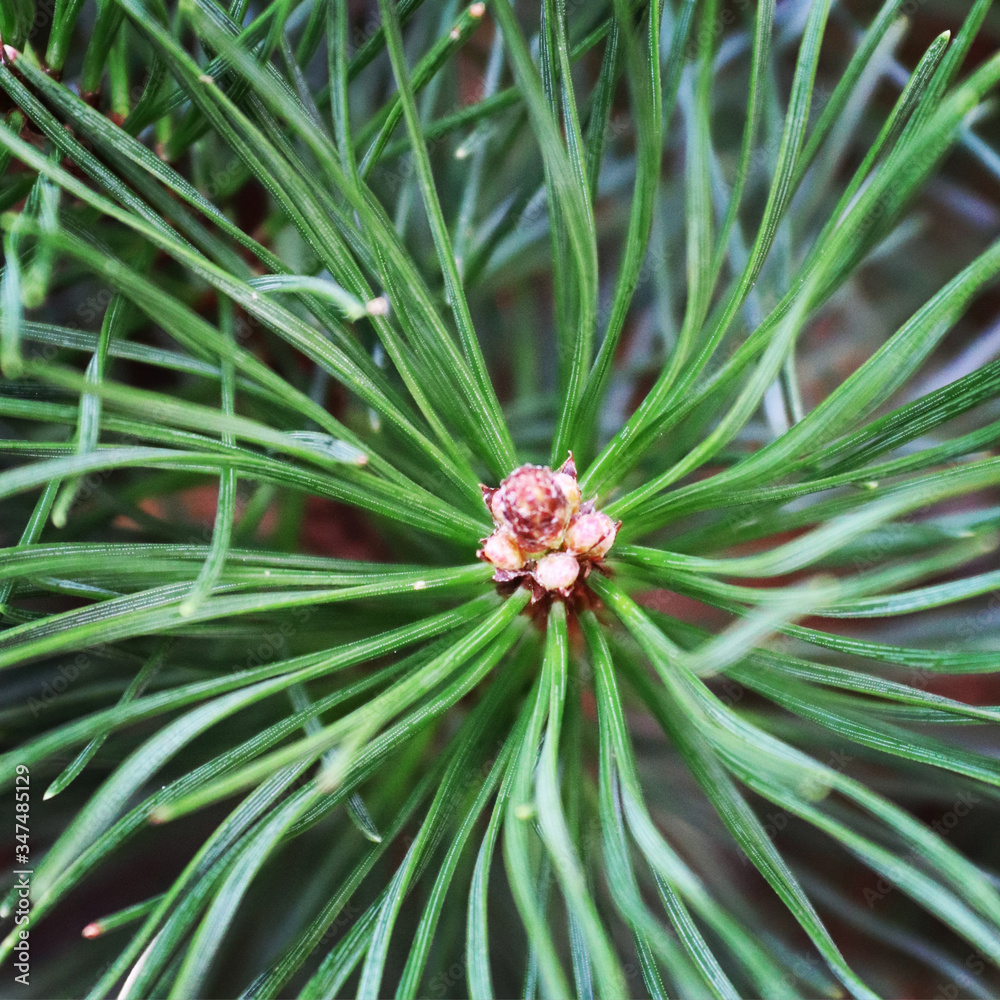 close up of pine needles close up of pine needles