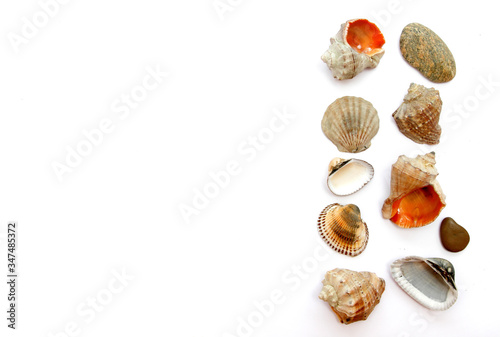 Fototapeta Naklejka Na Ścianę i Meble -  seashells on white background