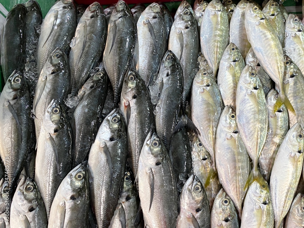 Fresh Torpedo Scad fish and Yellowtail Scad fish at wet market. Image contains grain and noise due to high ISO. Image with selective focus Fresh Torpedo Scad fish and Yellowtail Scad fish at wet market. Image contains grain and noise due to high ISO. Image with selective focus