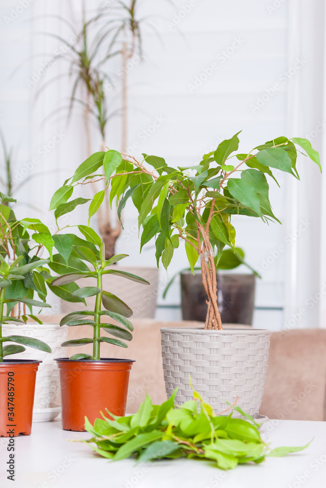 Home plants on a wooden table. Hobby, care, pruning concept. Cultivates ficus. Cutting leaves.