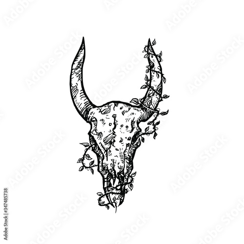 bulls animal skull
