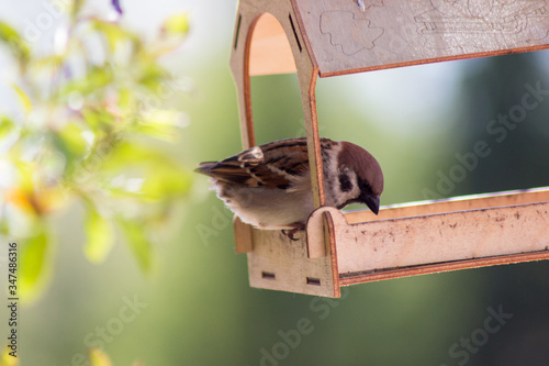 little bird eat in the sun