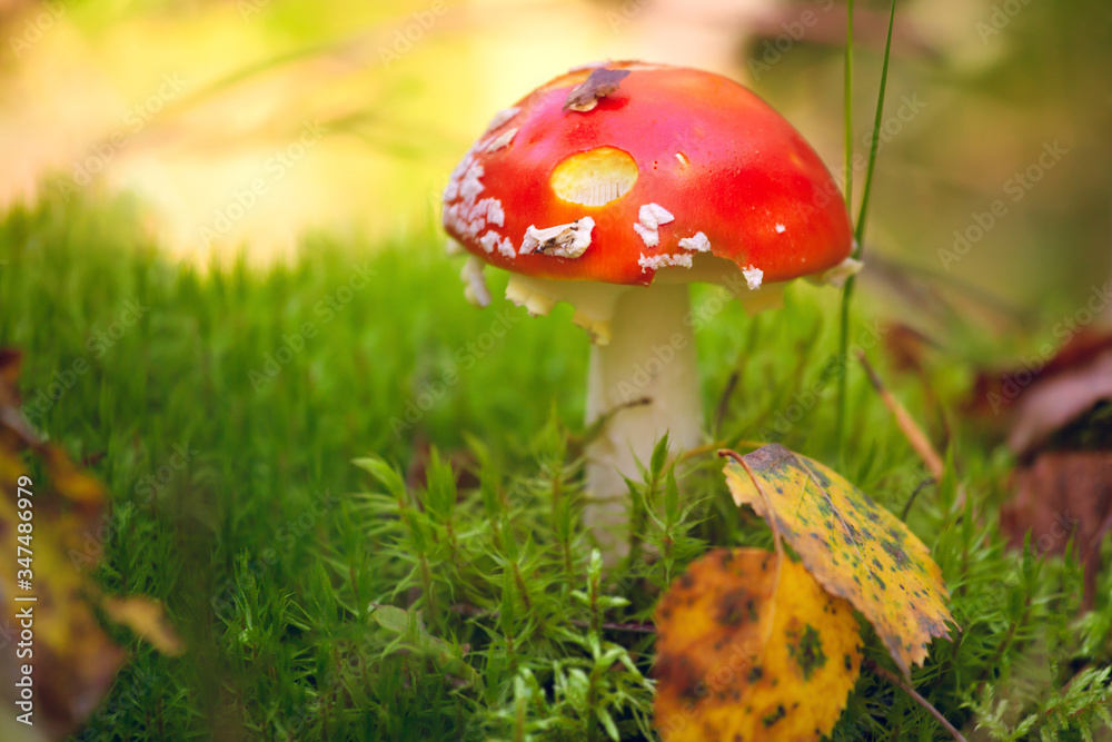 Bright amanita in a beautiful forest on a moss Bright amanita in a beautiful forest on a moss