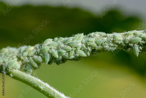 Mealy Plum Aphids On a Soft Branch (Hyalopterus pruni)