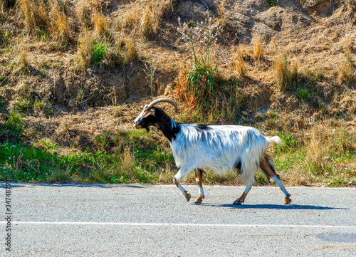 Goat walking in a country road in Sardinia
