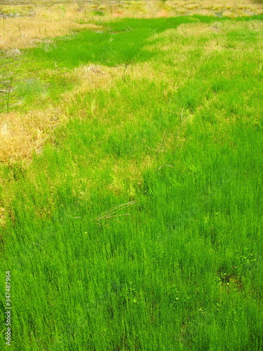 若草茂る初夏の野原風景