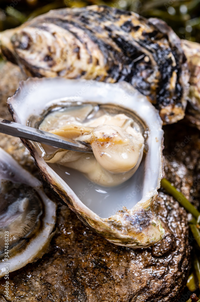Fresh pacific or japanese oysters molluscs shucked on stone with kelp seaweed background ready to eat Fresh pacific or japanese oysters molluscs shucked on stone with kelp seaweed background ready to eat