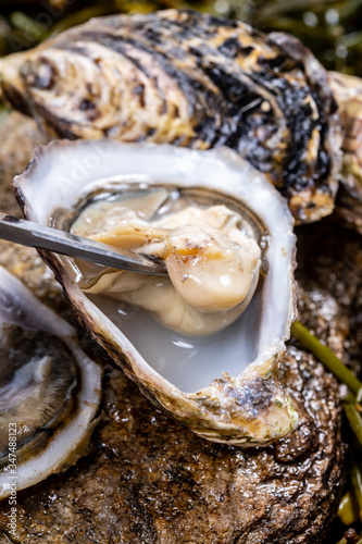 Fresh pacific or japanese oysters molluscs shucked on stone with kelp seaweed background ready to eat