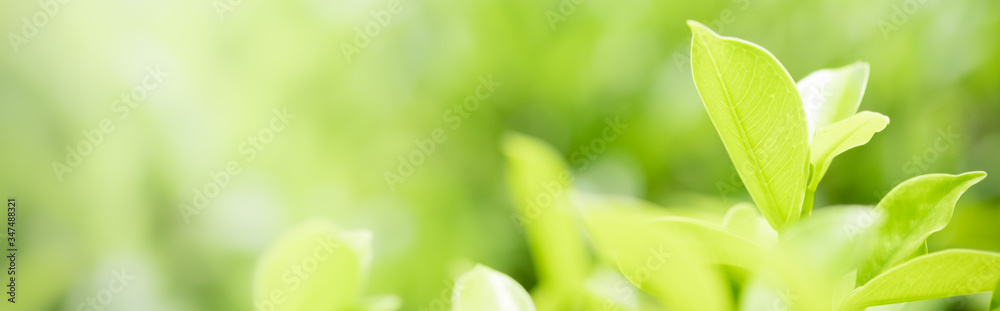Amazing nature view of green leaf on blurred greenery background in garden and sunlight with copy space using as background natural green plants landscape, ecology, fresh wallpaper concept. Amazing nature view of green leaf on blurred greenery background in garden and sunlight with copy space using as background natural green plants landscape, ecology, fresh wallpaper concept.