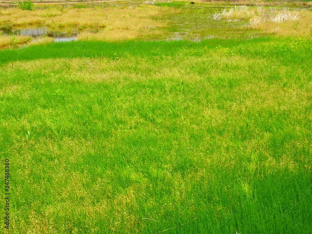 Obraz premium 若草茂る初夏の野原風景
