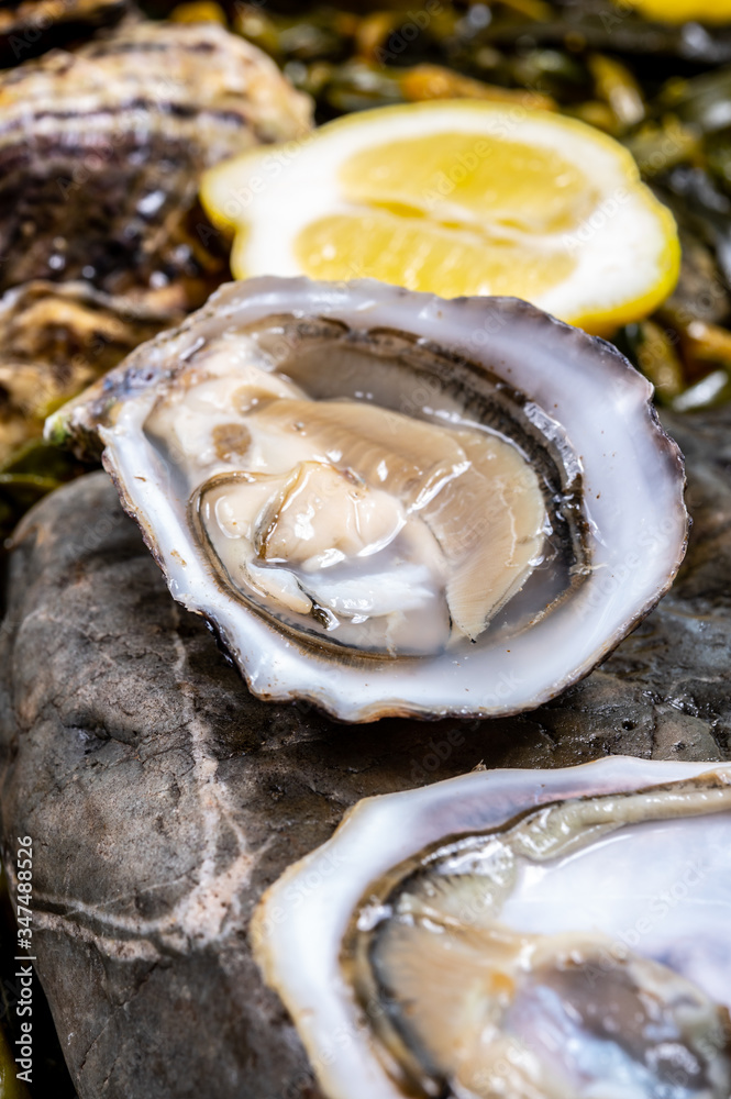 Fresh pacific or japanese oysters molluscs shucked on stone with kelp seaweed background ready to eat Fresh pacific or japanese oysters molluscs shucked on stone with kelp seaweed background ready to eat