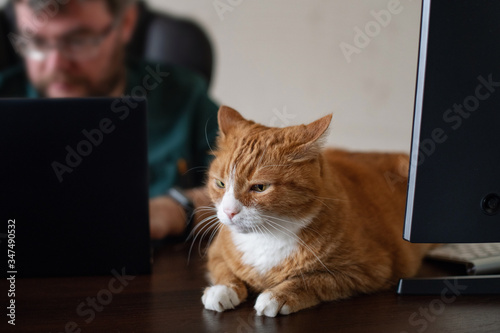 A red (ginger) cat lying on the computer desk. Home office workplace. A domestic cat is bothering when a person works from home. Remote workplace