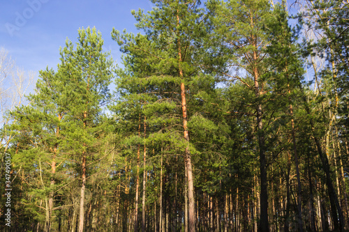 beautiful sunset shadows in the pine forest