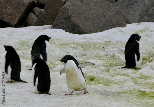 Clumsy adelie penguin walking in penguin colony  Antarctica