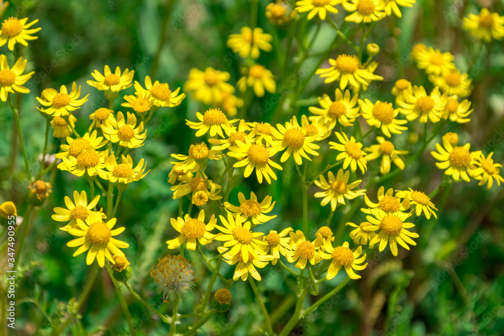 Yellow blooming Jacobaea vulgaris, syn. Senecio jacobaea. Yellow blooming Jacobaea vulgaris, syn. Senecio jacobaea.