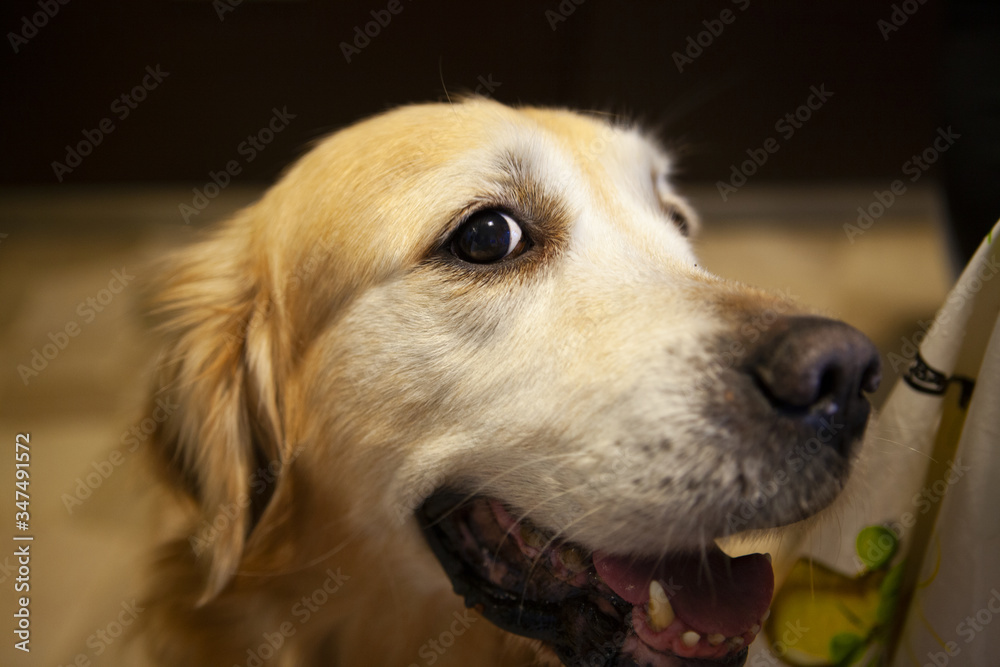 A big smiley face of a golden retriever in the house
