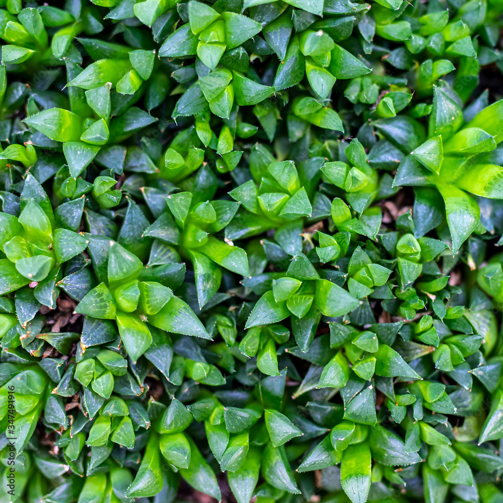 green leaves background green leaves background