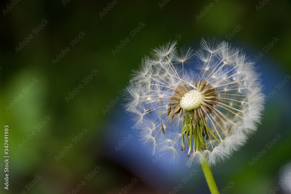 Fototapeta premium Löwenzahn