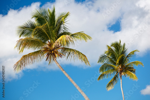 Fototapeta Naklejka Na Ścianę i Meble -  Two Coconut Palm Trees On Blue Sky, Antigua