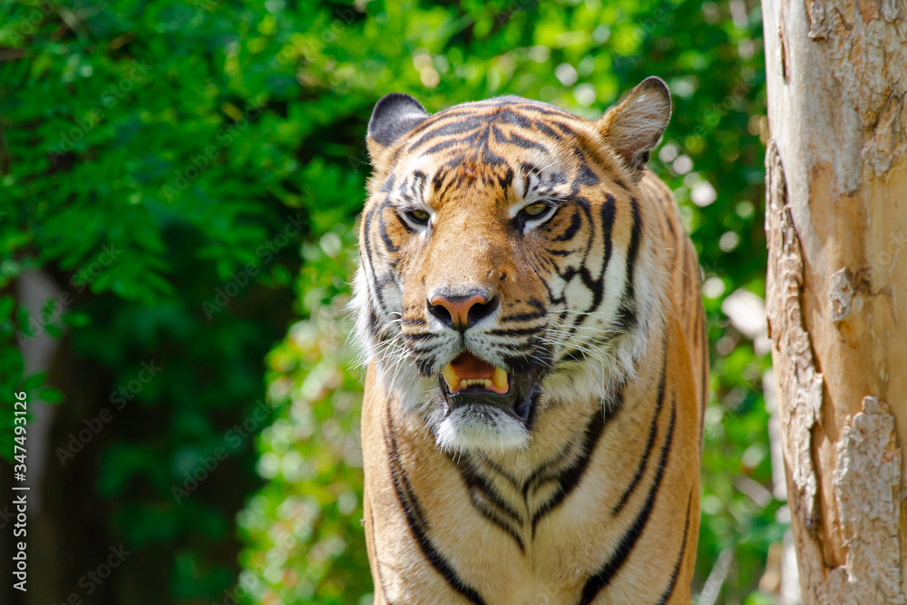 
head of a big wild tiger in the wild in the jungle in spring
