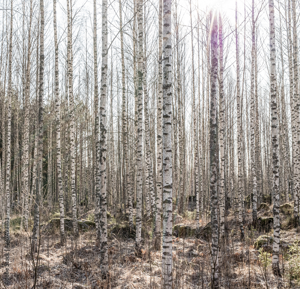 Fototapeta premium birch forest in the morning