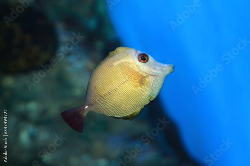 Brown tang Zebrasoma scopas, marine fish