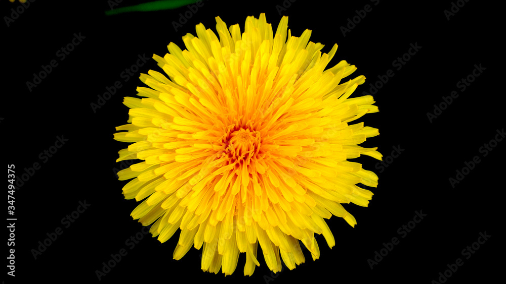 Orange flower dandelion in the garden
Orange flower dandelion in the garden