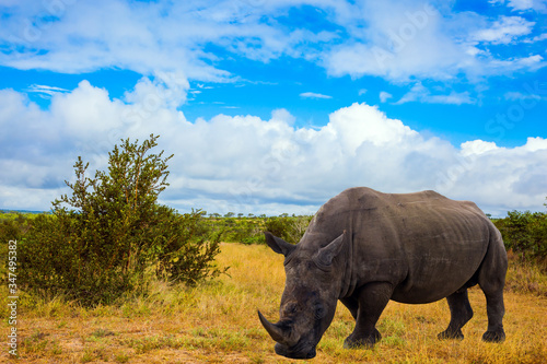 Famous Kruger Park. African white rhino