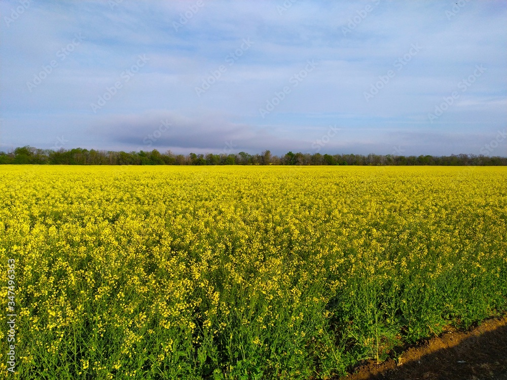 Yellow a beautiful field of flowering rapeseed and plowed land under a blue sky Yellow a beautiful field of flowering rapeseed and plowed land under a blue sky