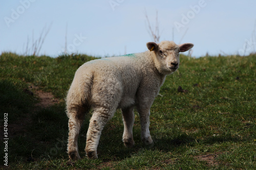 Wrexham  North Wales  Lamb in Wales