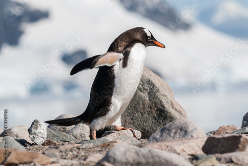  Gentoo Penguin on an antarctic beach  Neko harbour Antartica